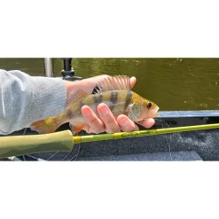 Pecheur.com Guide Mouche Carnassiers Auvergne Mickael Miclet