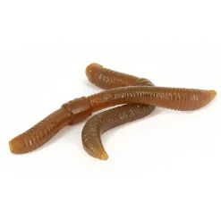 Leurre Souple Trout Master Dendrobaena - 6Cm - Par 15