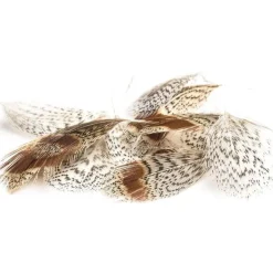 Plumes Perdrix Devaux Dvx